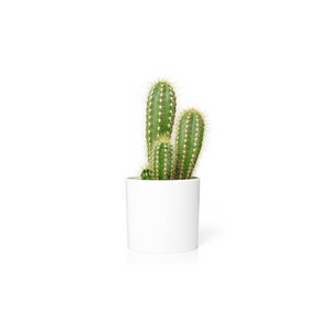 Mini cactus